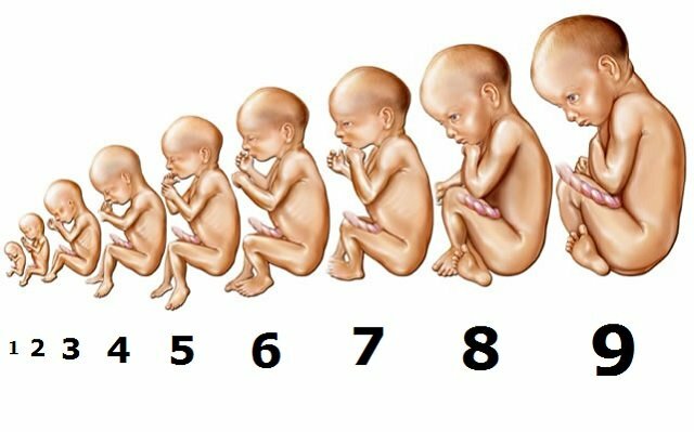 6 aylık bebek anne karnında